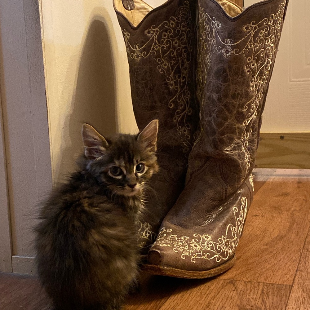 Corral Brown Heeled Boots with Classic Charm